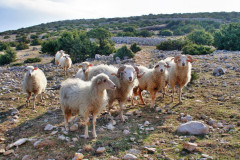 Tiere