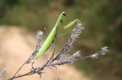 Tiere