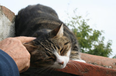 Tiere