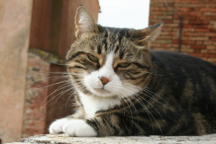 Tiere