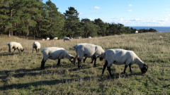 Tiere