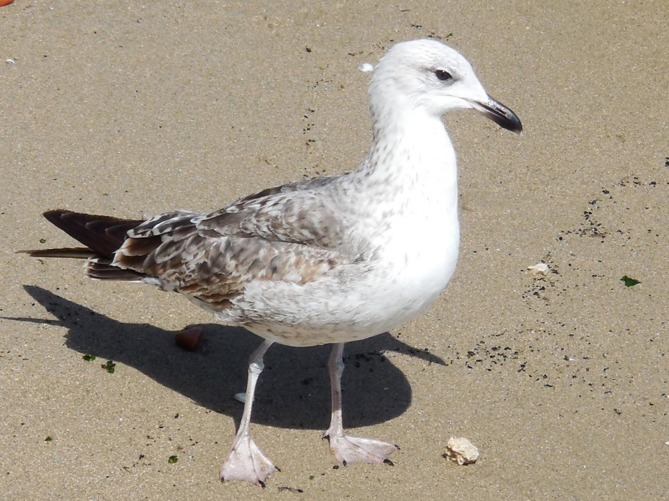 Möwen 09