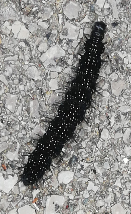 Schmetterling