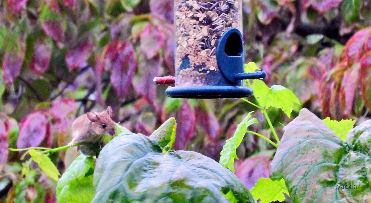Gäste im Garten