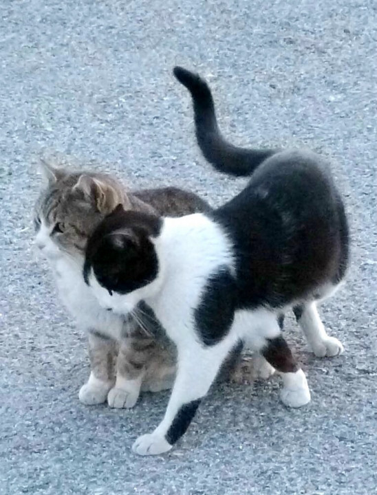 Schmusekatzen