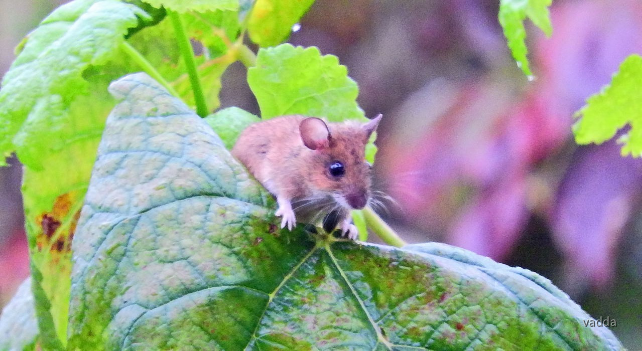 Gäste im Garten