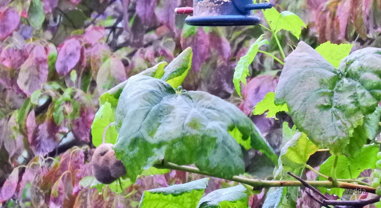 Gäste im Garten