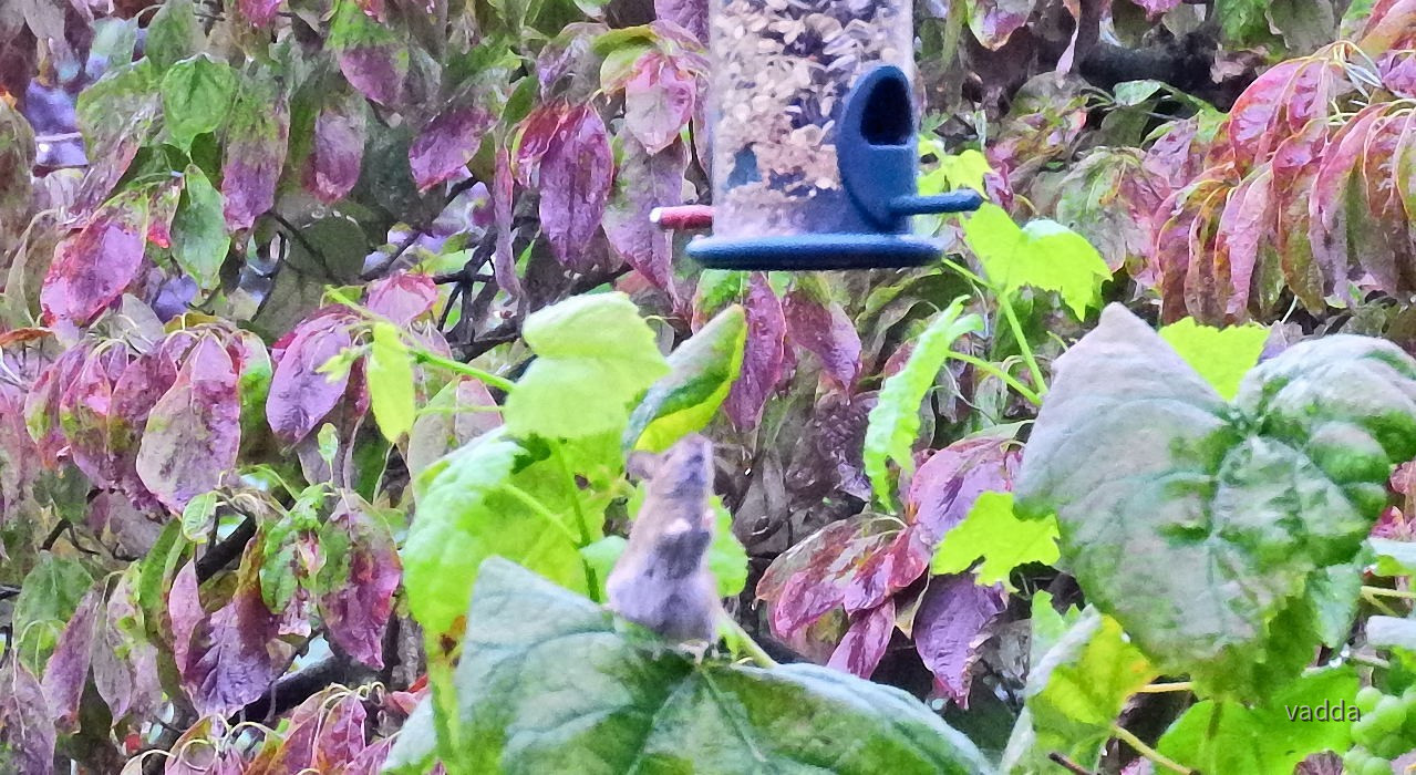 Gäste im Garten
