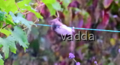 Gäste im Garten