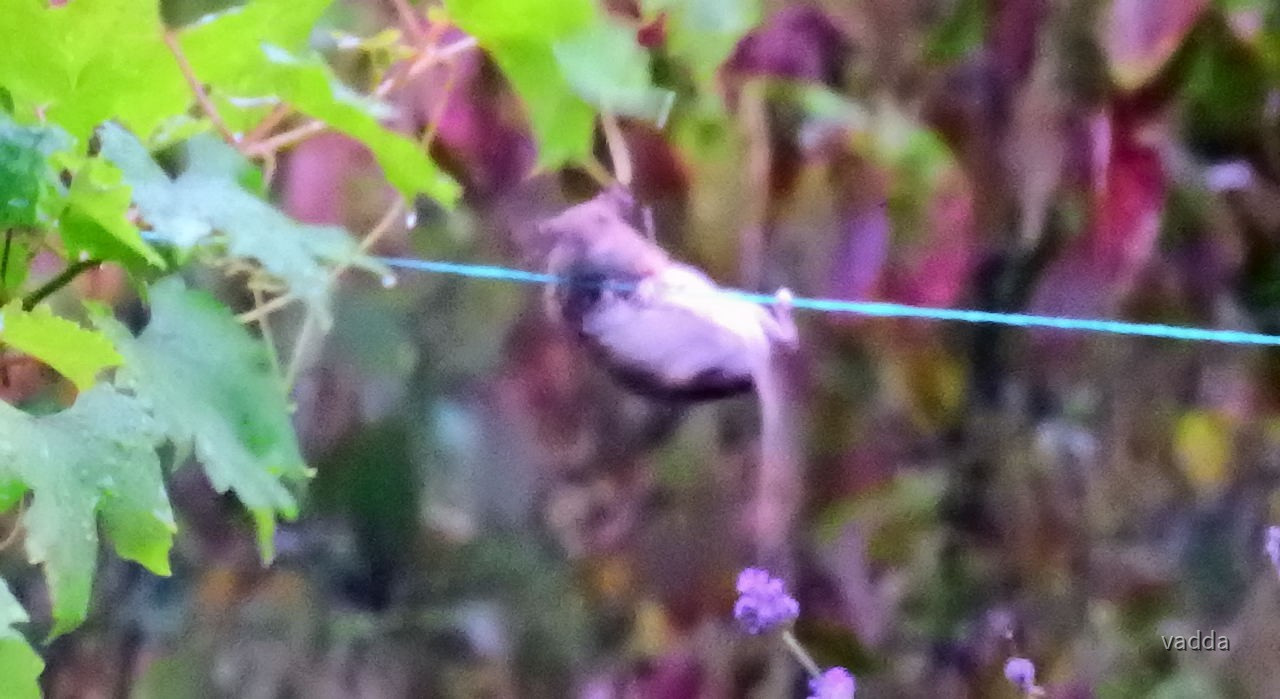 Gäste im Garten