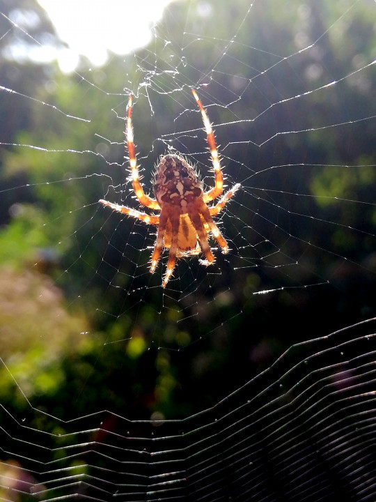 Spinne