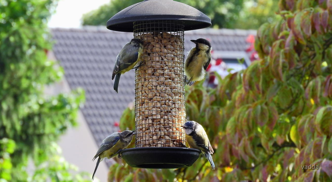Gäste im Garten