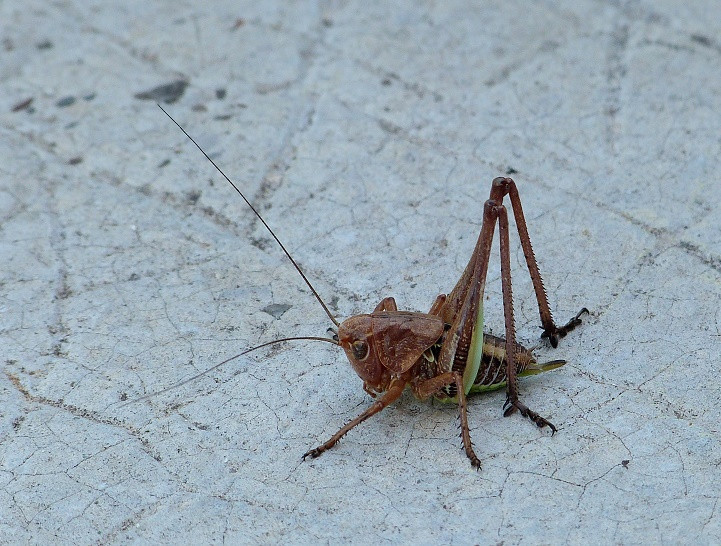 bleib mir vom Leib!