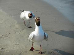 Tiere