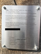 Baumstamm Ostallgäu