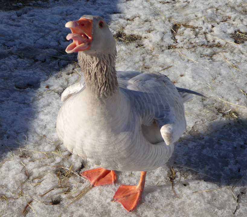 Gänse (2)