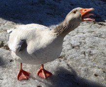 Gänse (1)