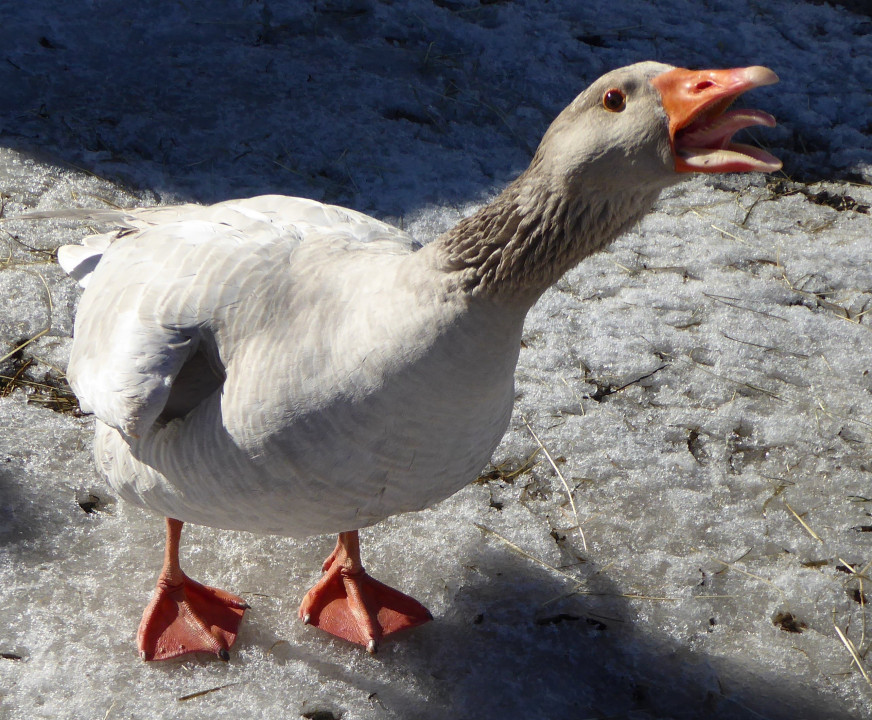 Gänse (1)