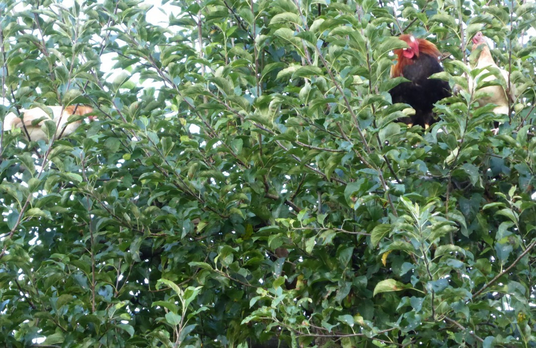 Hühner auf dem Baum