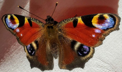 Pfauenauge