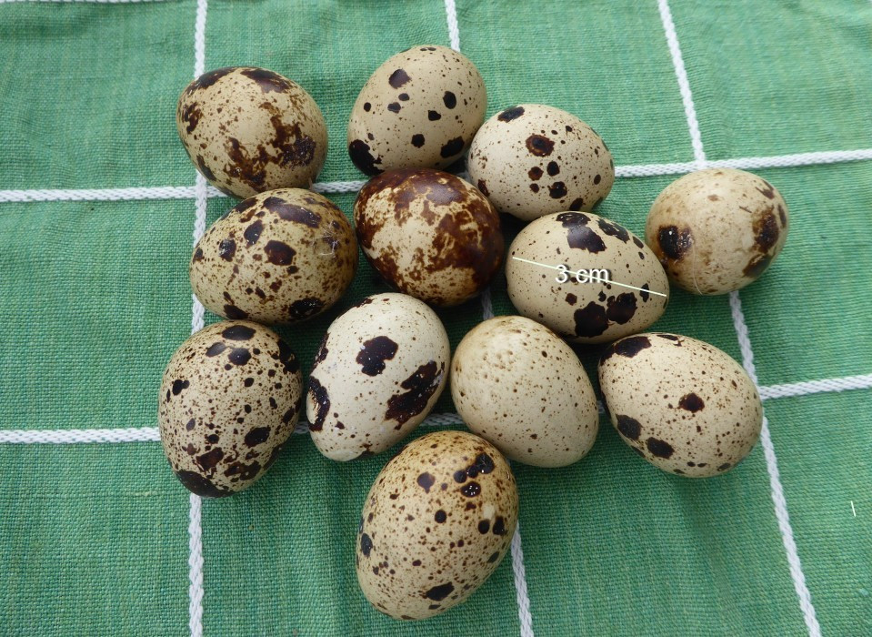 Eier
