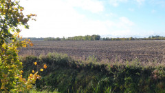Kuhhorst bei Linum  Maisfeld(51)