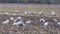Kuhhorst bei Linum  (20)a