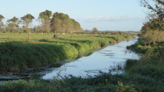 Linum  (2)