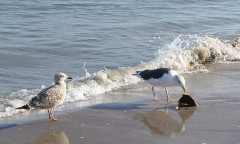 Binzer Bucht Strandleben  (5)