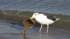 Binzer Bucht Strandleben  (4)