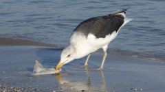 Binzer Bucht Strandleben  (3)