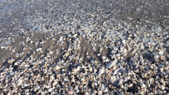 Binzer Bucht Strandleben  (7)