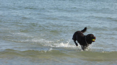 Binzer Bucht Strandleben  (13)
