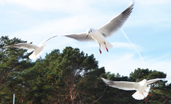 Binzer Bucht Strandleben  (32)