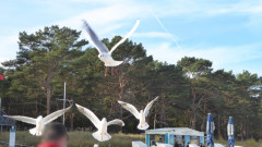 Binzer Bucht Strandleben  (31)