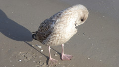 Binzer Bucht Strandleben  (19)