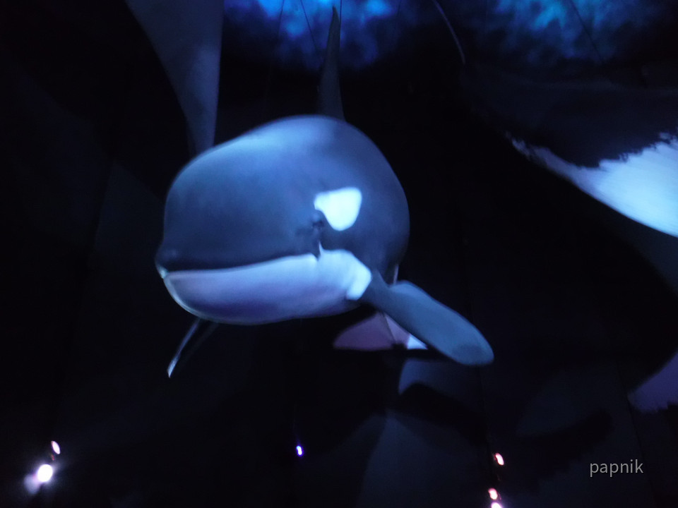 Modell Orca