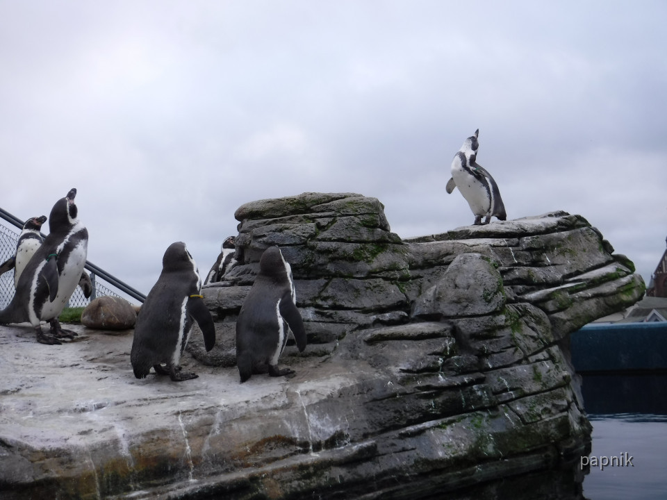 Pinguine auf dem Dach