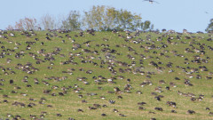 Gänse  Neddesitz (5)