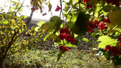 Kraniche Neddesitz (6)