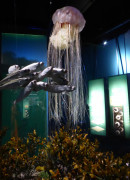 Ozeaneum  (4)