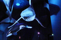 Ozeaneum  (1)