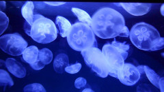 Ozeaneum  (8)