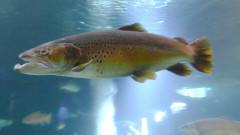 Ozeaneum  (9)