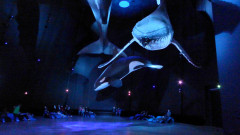 Ozeaneum  (21)