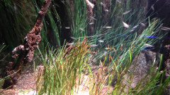 Ozeaneum  (7)