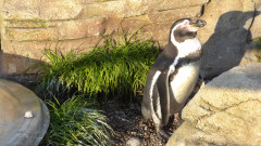 Ozeaneum  (17)