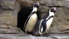 Ozeaneum  (19)