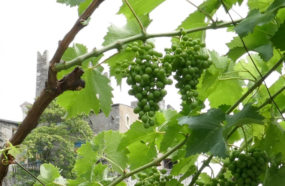 Wein und Burg
