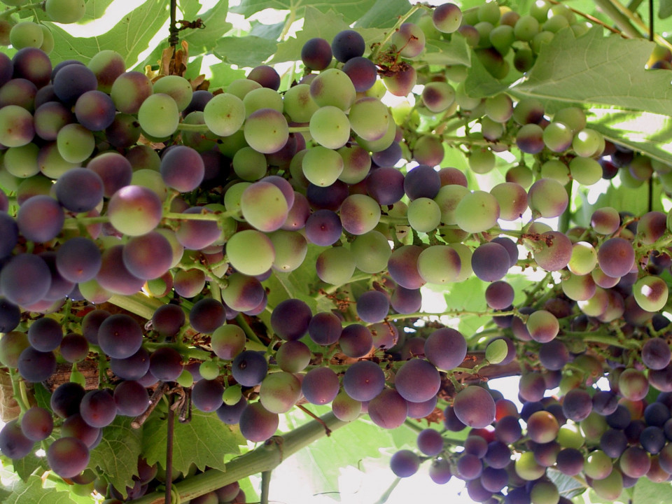 Wein, Meran